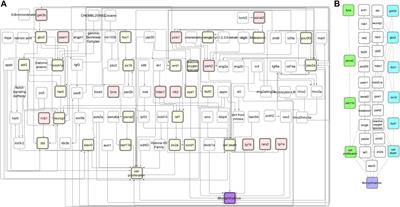 From Causal Networks to Adverse Outcome Pathways: A Developmental Neurotoxicity Case Study